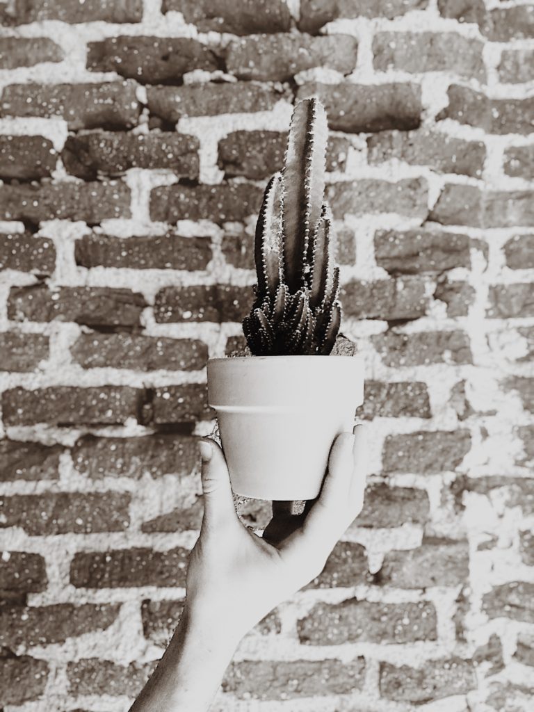 cactus enfrente de la pared