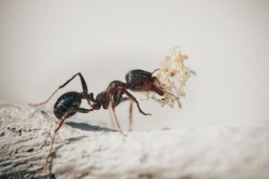 una hormiga