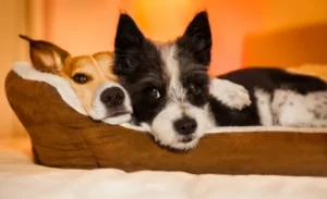 dos perros acostados en su cama de perros