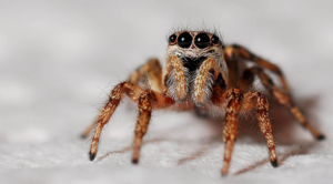 araña grande con ojos negros y piel roja