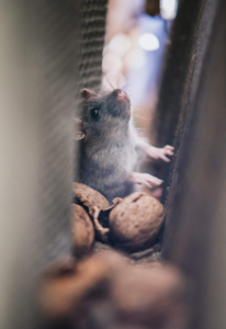una rata con nueces mirando hacia arriba