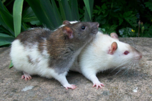 dos ratas juntas una blanca y otra gris con blanco