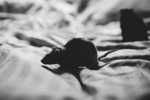 rata encima de la cama